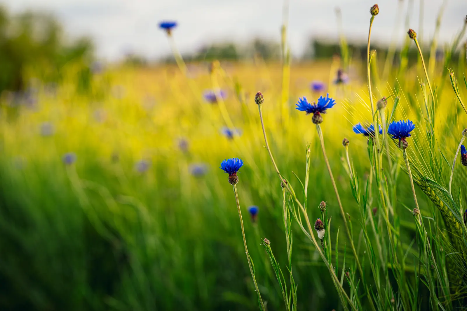 Cornflower, Bachelor's Button (Centaurea Cyanus) — It boasts vibrant blue blooms from May to August; enhancing the biodiversity in a landscape, image 107