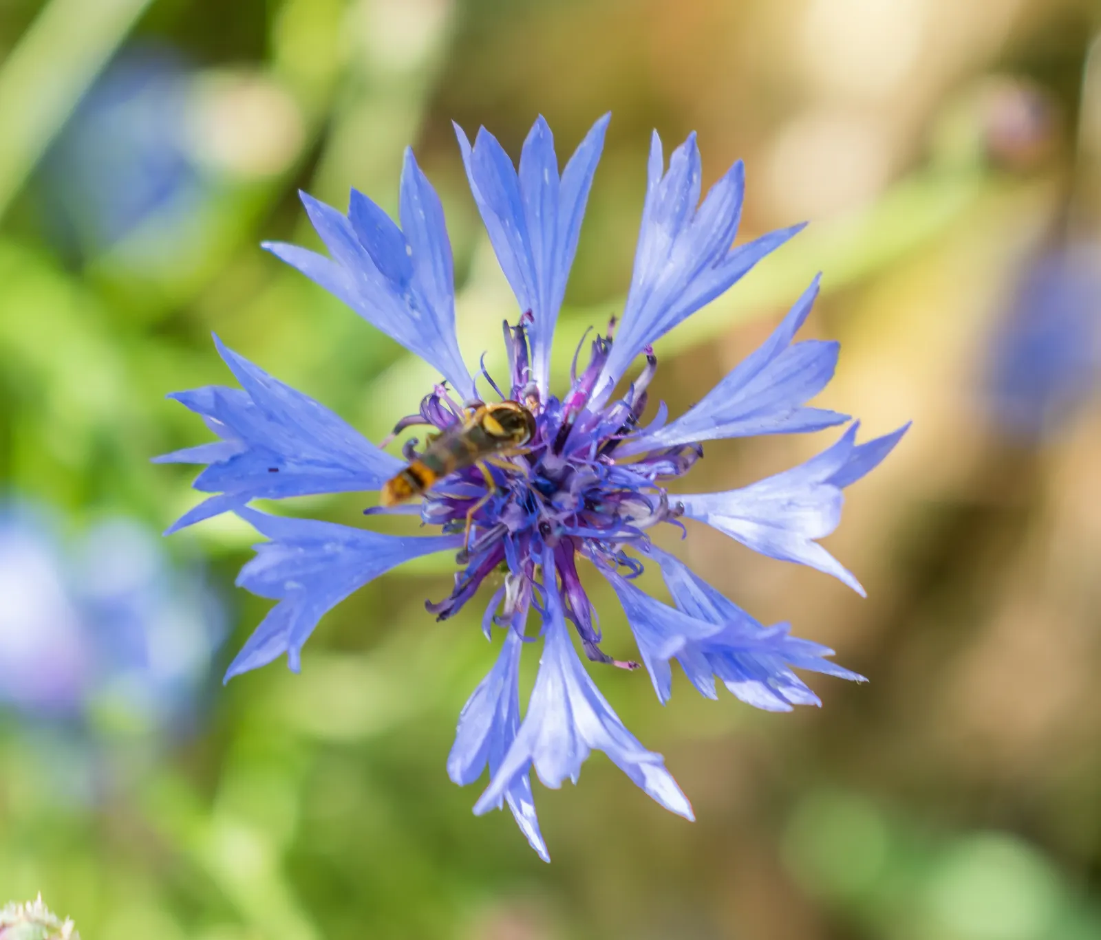 Cornflower, Bachelor's Button (Centaurea Cyanus) — They are fairly drought tolerant once established; blue flowers in the garden, image 67
