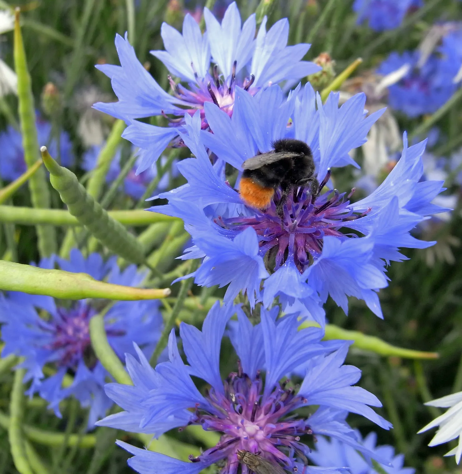 Cornflower, Bachelor's Button (Centaurea Cyanus) — Cornflowers attract pollinators such as bees and butterflies; fringed flower heads that can span 1 to 1.5