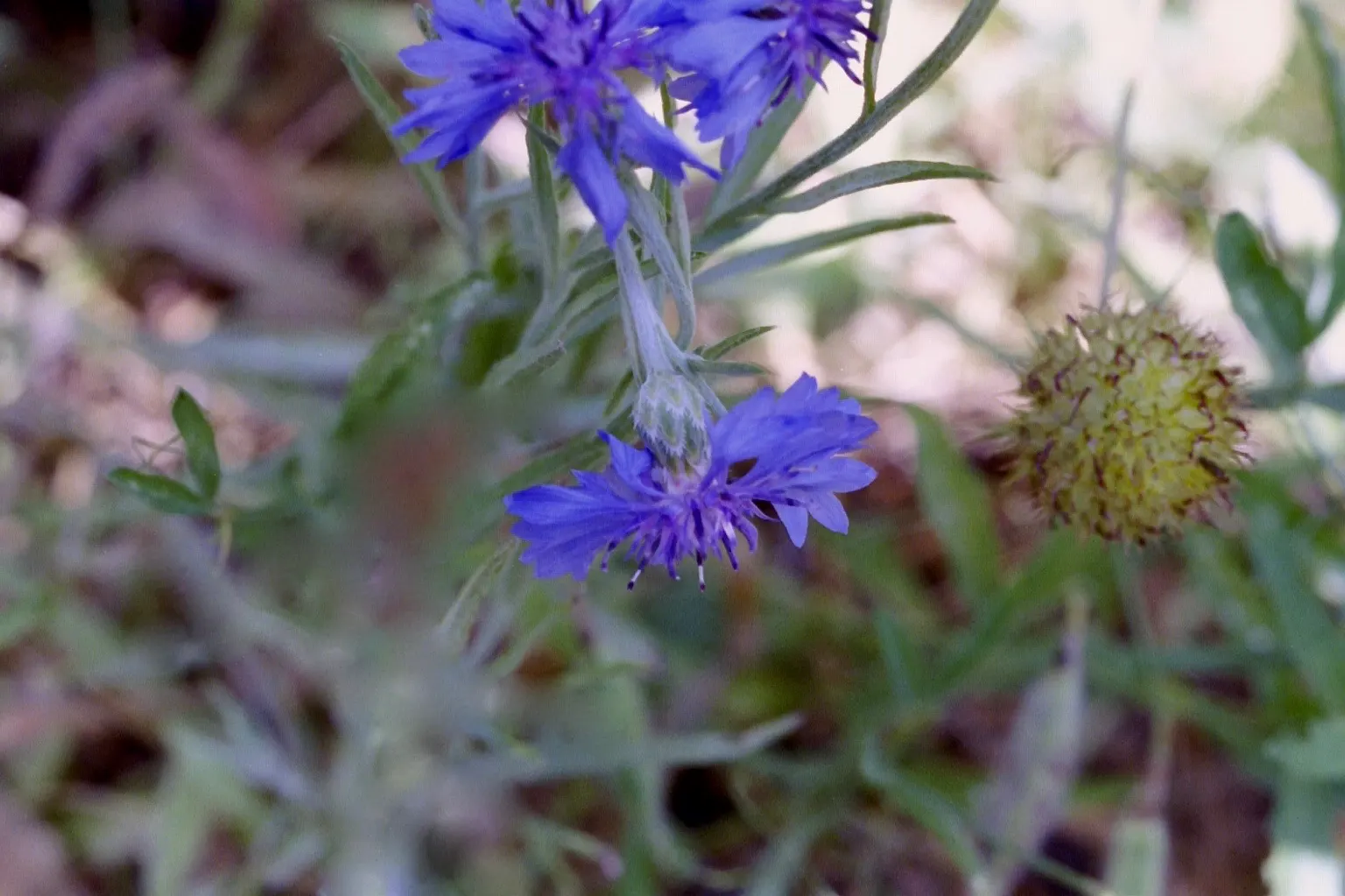 Cornflower, Bachelor's Button (Centaurea Cyanus) — known as Cornflower or Bachelor's Button; which measure about 1 to 1.5 inches across
