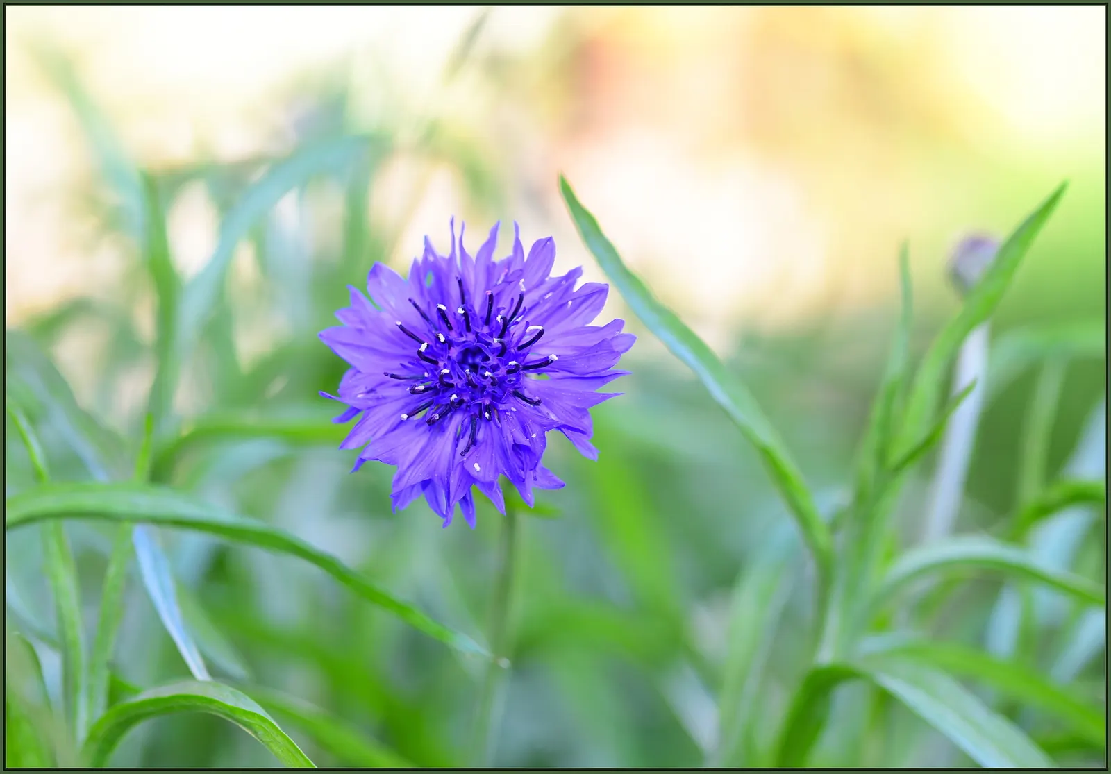 Cornflower, Bachelor's Button (Centaurea Cyanus) — is an annual flowering plant reaching up to 2.5 to 3 feet in height; their gray-green lanceolate leaves