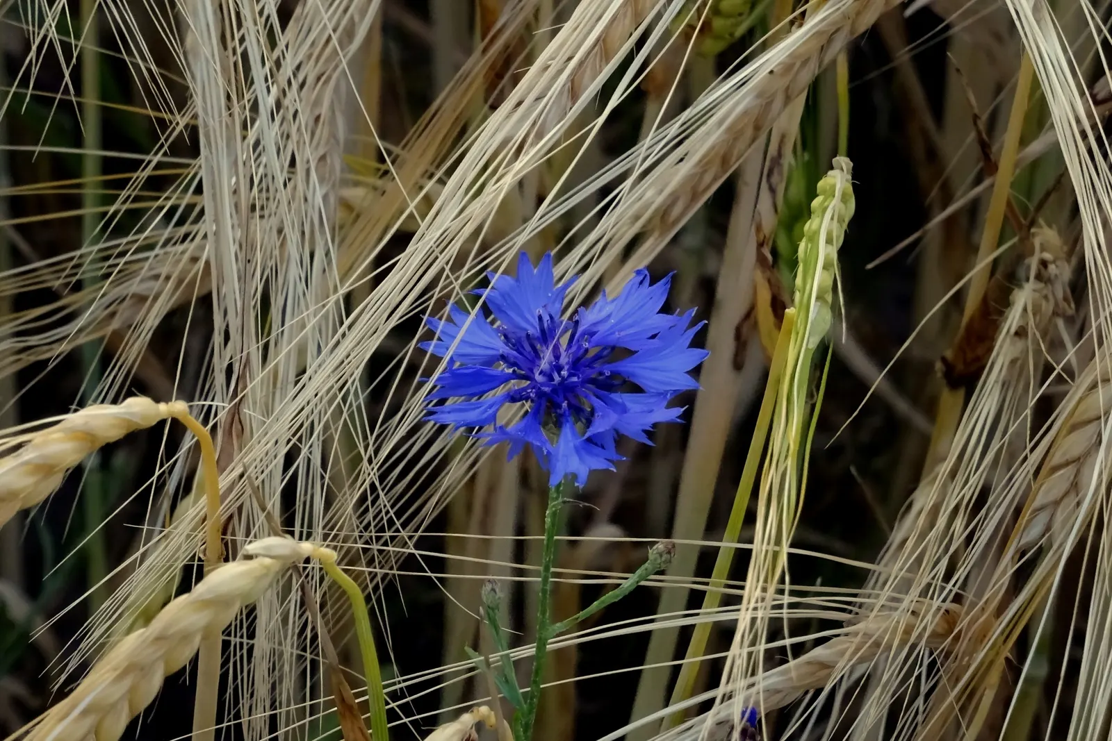 Cornflower, Bachelor's Button (Centaurea Cyanus) — Cornflowers attract pollinators such as bees and butterflies; fringed flower heads that can span, image 95