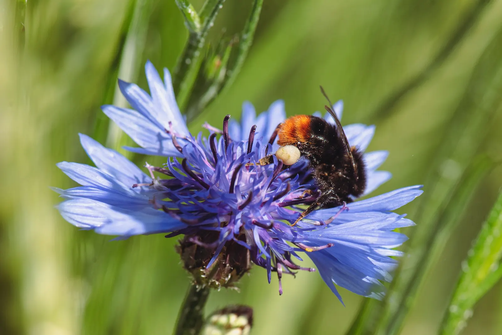 Cornflower, Bachelor's Button (Centaurea Cyanus) — accommodating a wide array of climate conditions; well-draining soil is essential for optimal growth