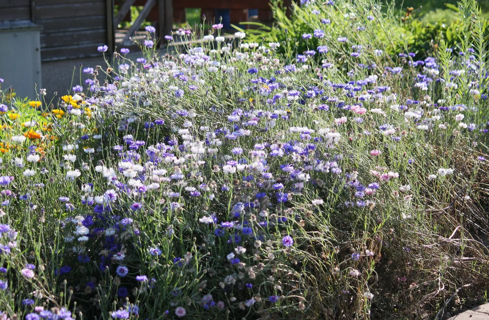 Cornflower, Bachelor's Button (Centaurea Cyanus) — deliver consistent moisture; for optimal vitality and blooming