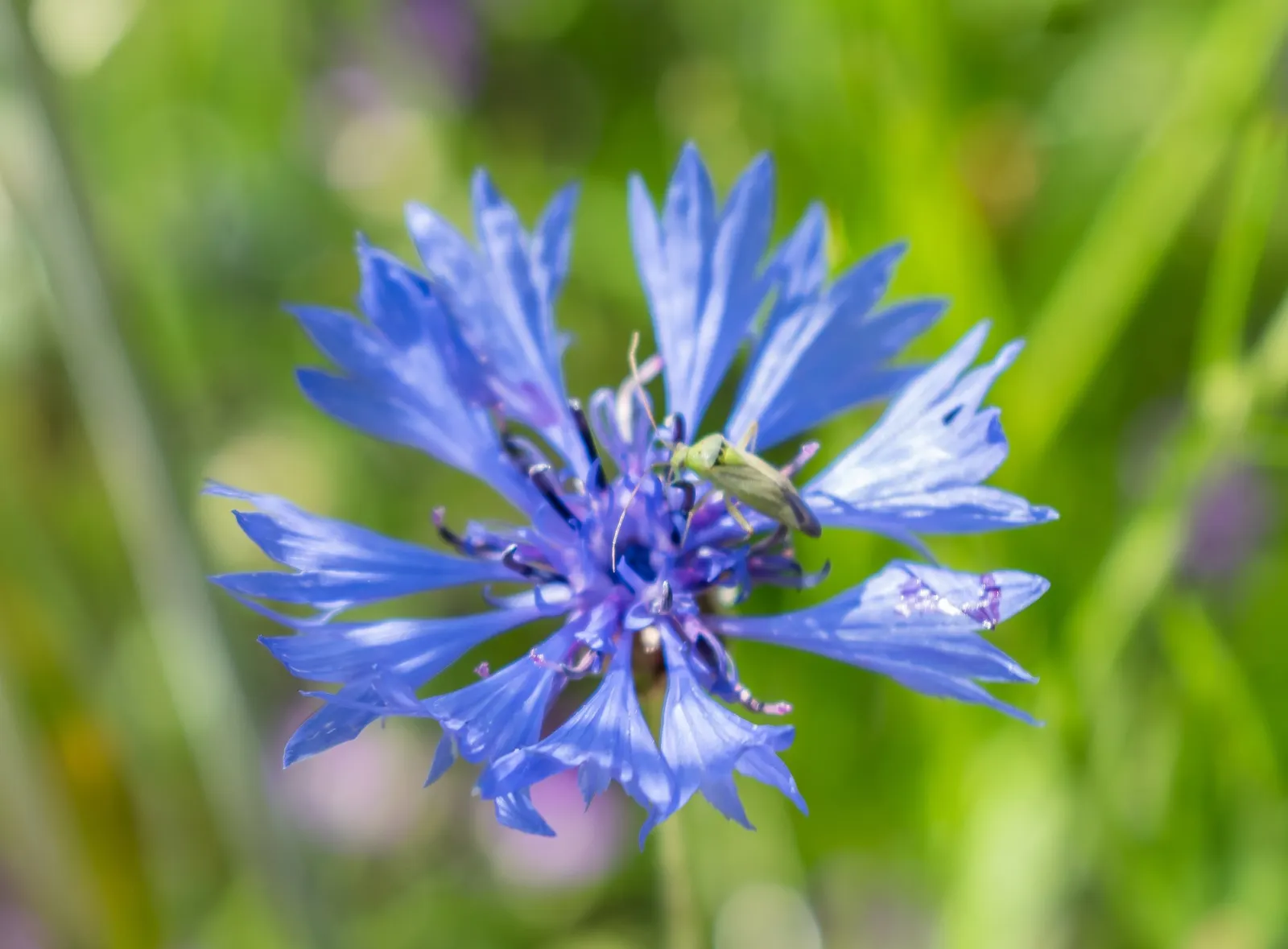 Cornflower, Bachelor's Button (Centaurea Cyanus) — making them ideal for xeriscaping and gardeners seeking low-maintenance options; this, image 68