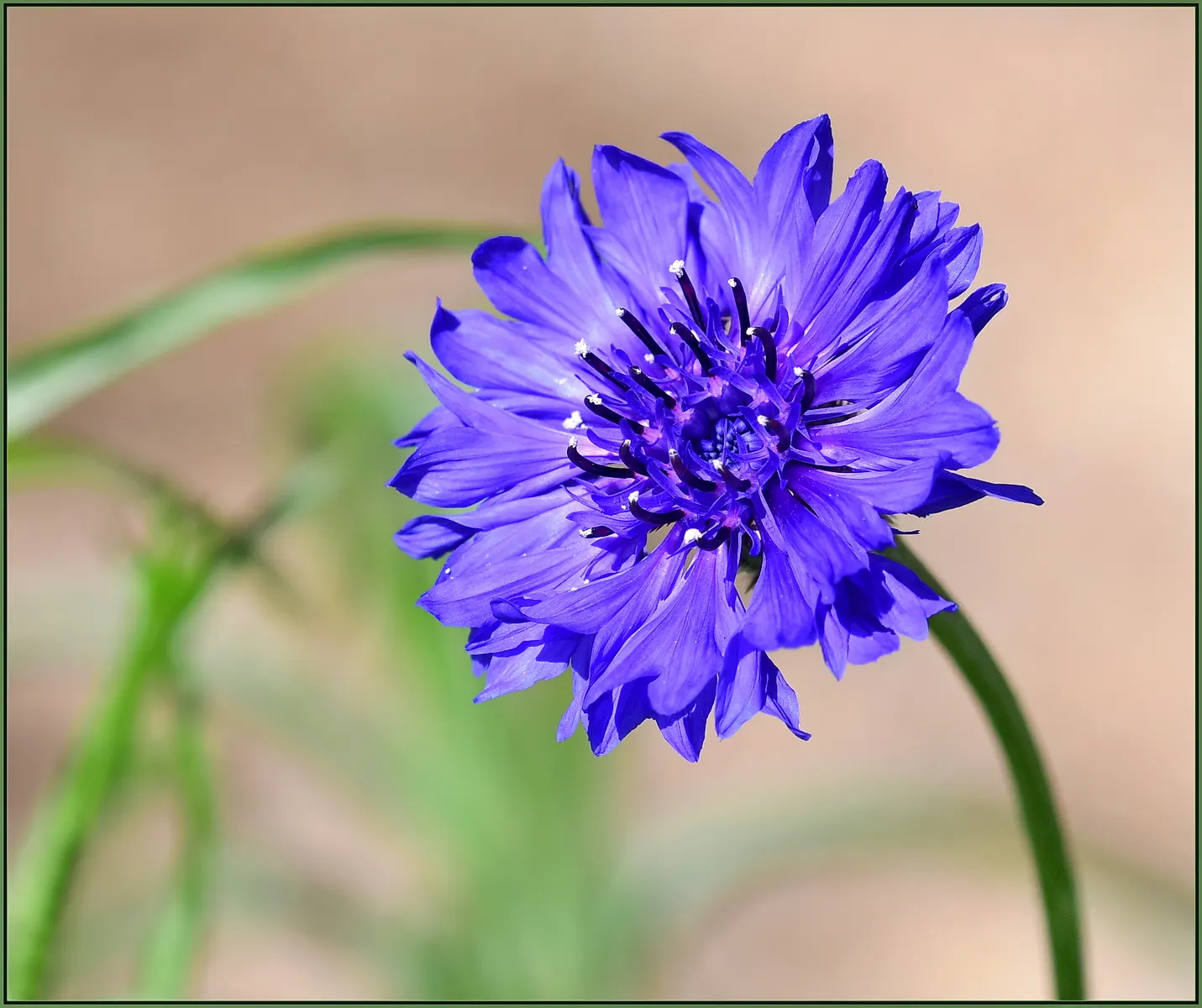 Cornflower, Bachelor's Button (Centaurea Cyanus) — blue flowers in the garden