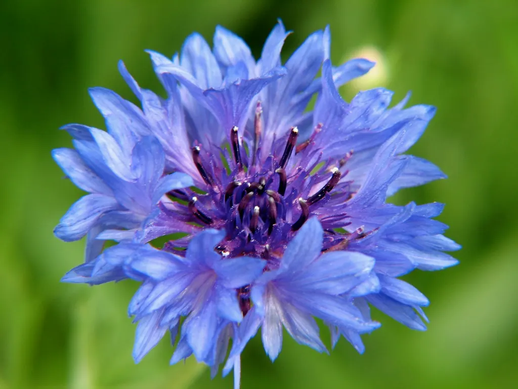 Cornflower, Bachelor's Button (Centaurea Cyanus) — deliver consistent moisture