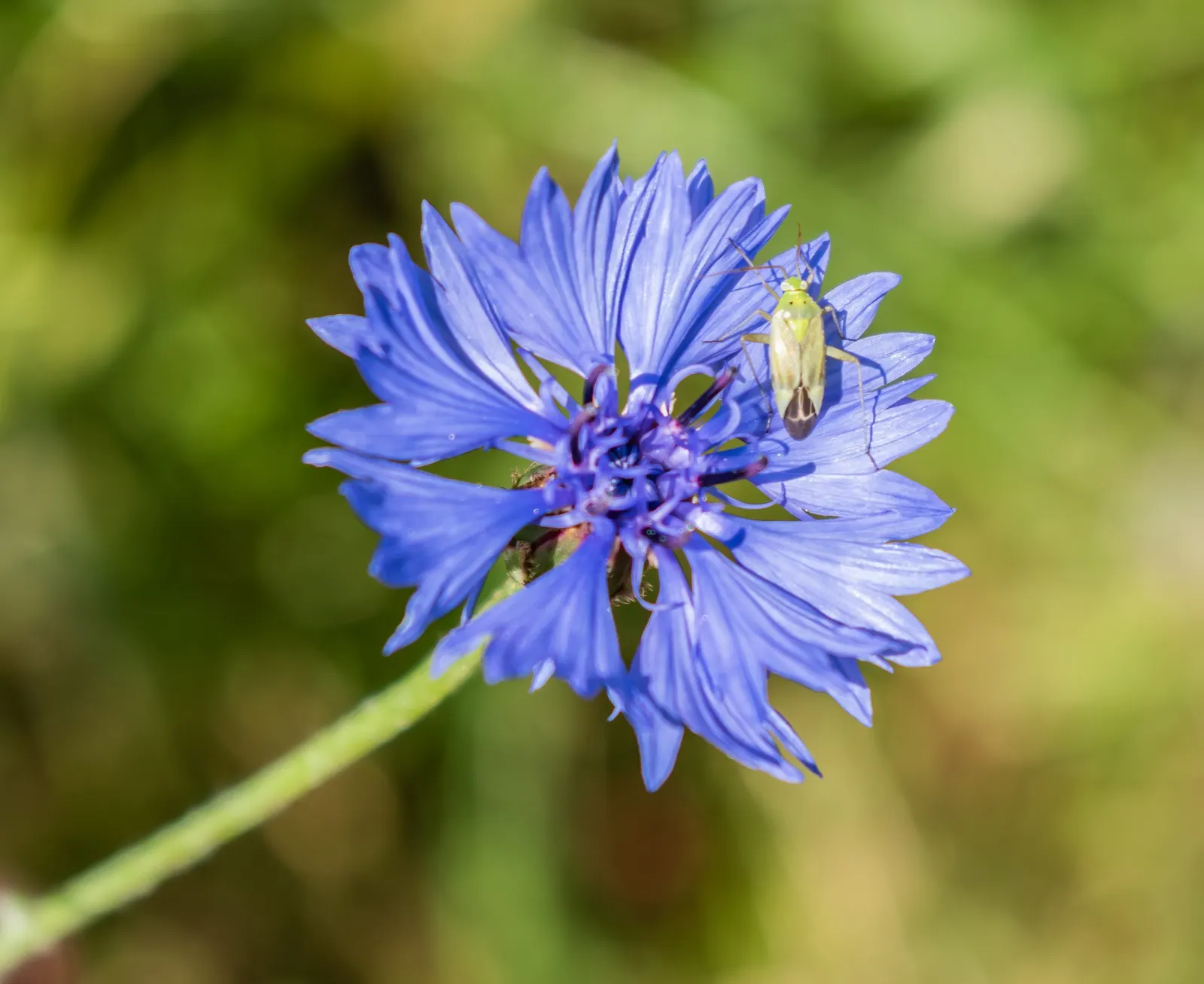 Cornflower, Bachelor's Button (Centaurea Cyanus) — accommodating a wide array of climate conditions; well-draining soil is essential for optimal, image 72