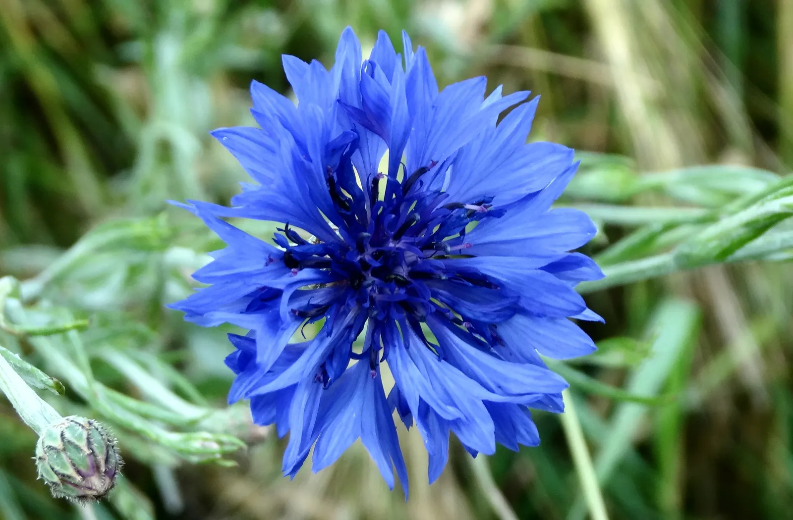 Cornflower, Bachelor's Button (Centaurea Cyanus) — especially during dry periods; is an annual flowering plant reaching up to 2.5 to 3 feet in height