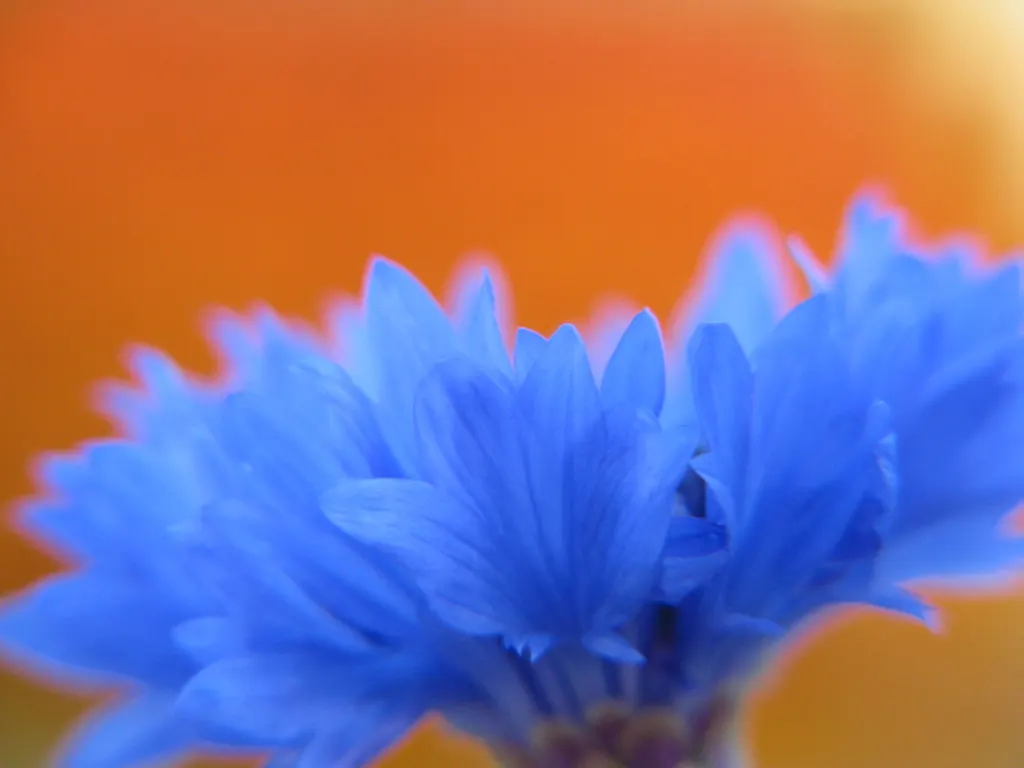 Cornflower, Bachelor's Button (Centaurea Cyanus) — is an annual flowering plant reaching up to 2.5 to 3 feet in height; their gray-green lanceolate, image 106