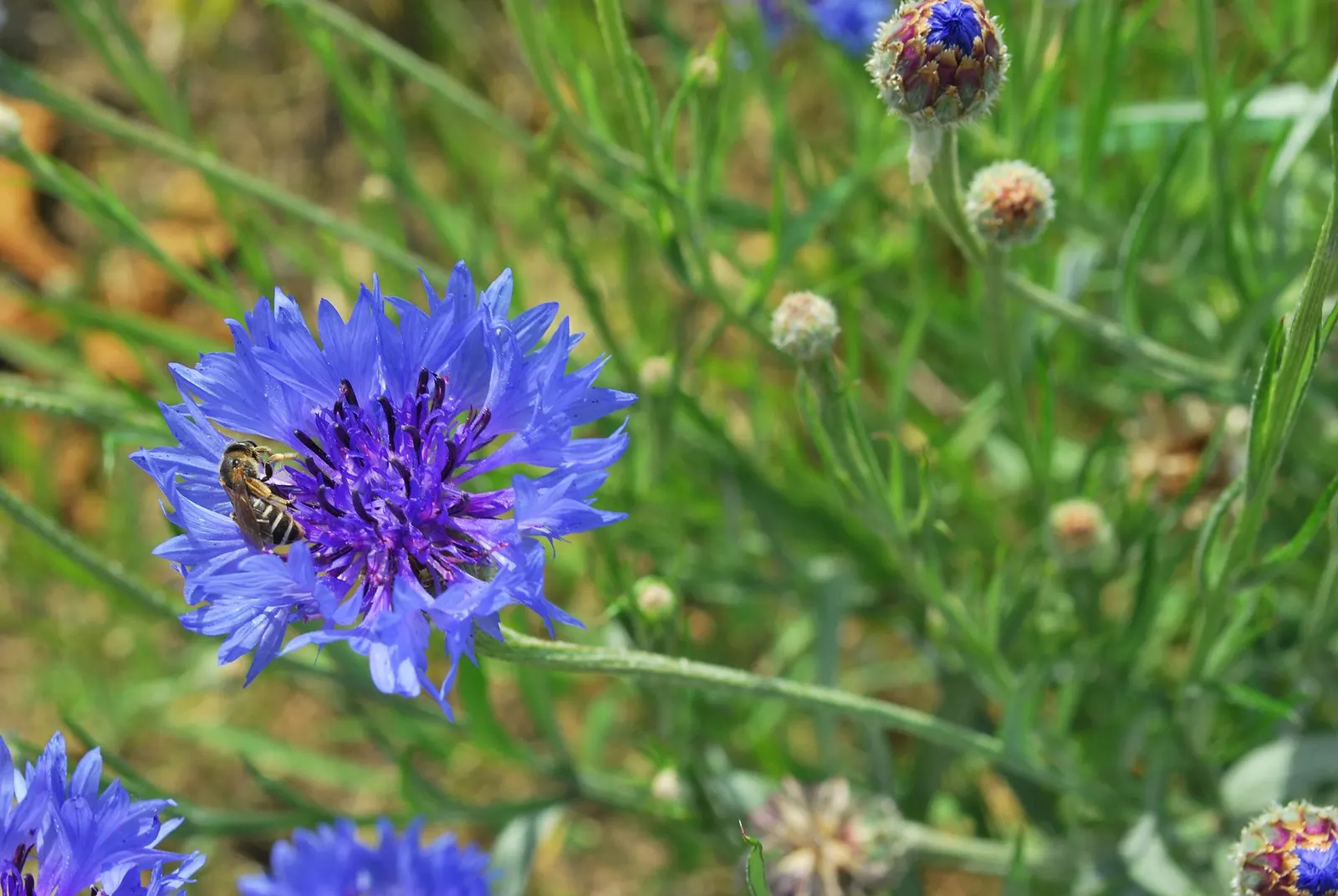 Cornflower, Bachelor's Button (Centaurea Cyanus) — known as Cornflower or Bachelor's Button; which measure about 1 to 1.5 inches across, image 53
