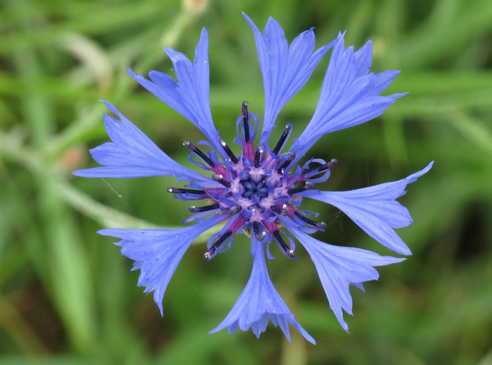 Cornflower, Bachelor's Button (Centaurea Cyanus) — Well-draining soil is essential for optimal growth; accommodating a wide array of climate, image 111