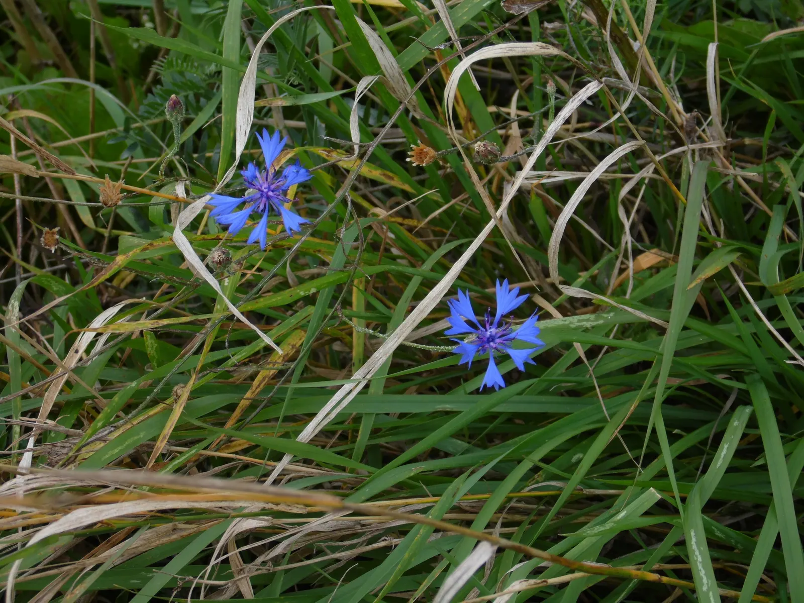 Cornflower, Bachelor's Button (Centaurea Cyanus) — Use them to create a quaint cottage garden aesthetic; annual / shrub for full, image 123