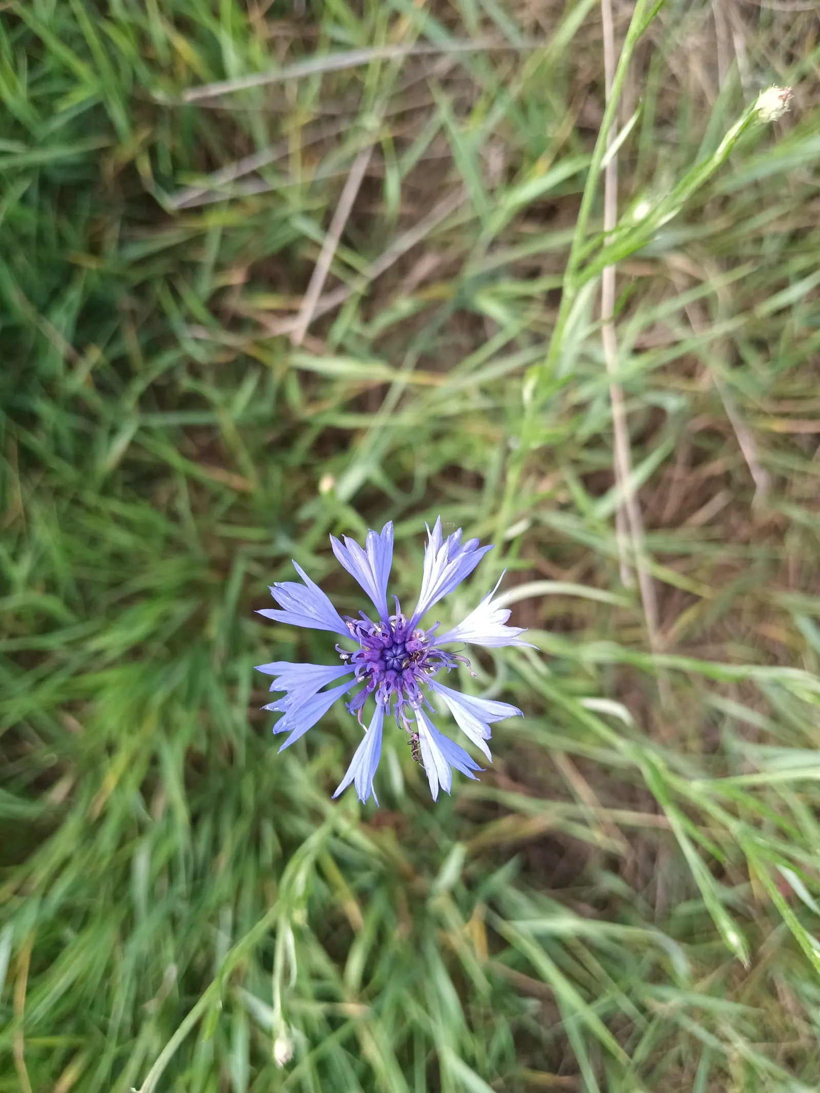 Cornflower, Bachelor's Button (Centaurea Cyanus) — annual / shrub for full; especially during dry periods, image 130