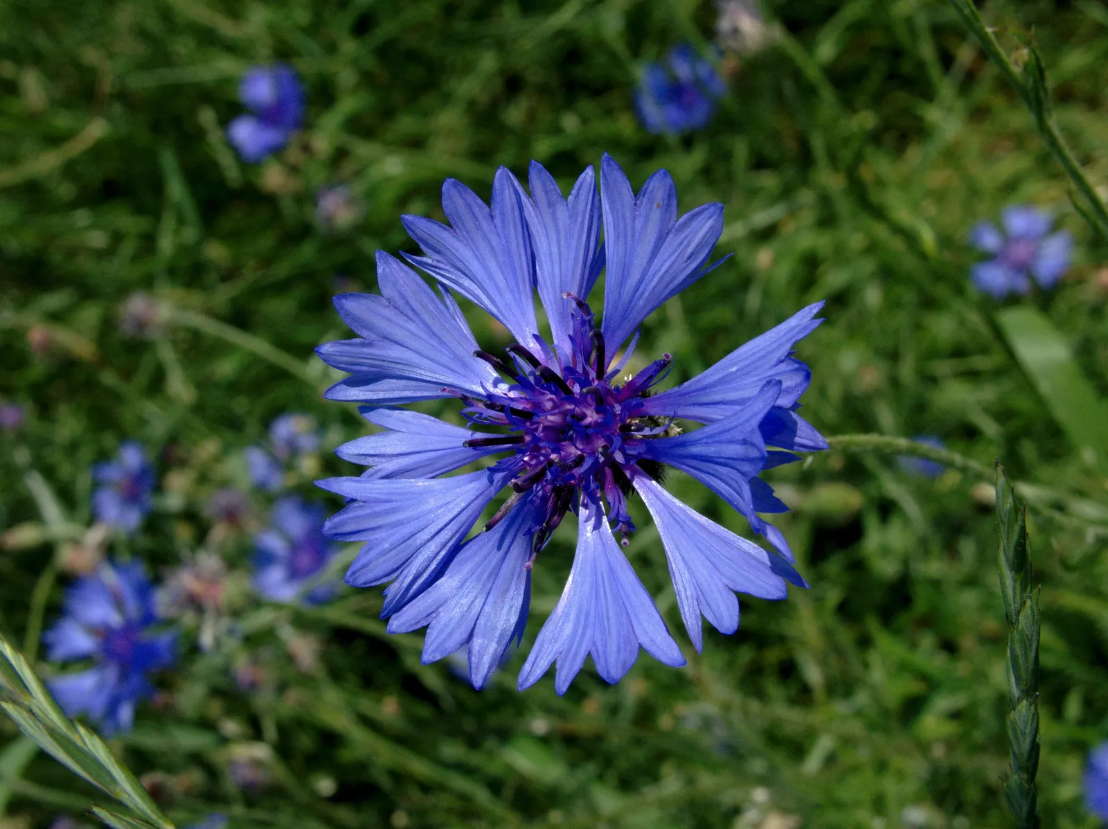 Cornflower, Bachelor's Button (Centaurea Cyanus) — Their gray-green lanceolate leaves provide a subtle backdrop to the showy; deliver consistent, image 63