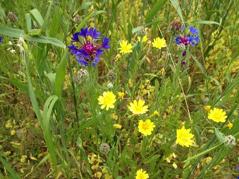 Cornflower, Bachelor's Button (Centaurea Cyanus) — Cornflowers attract pollinators such as bees and butterflies; fringed flower heads that can span, image 69
