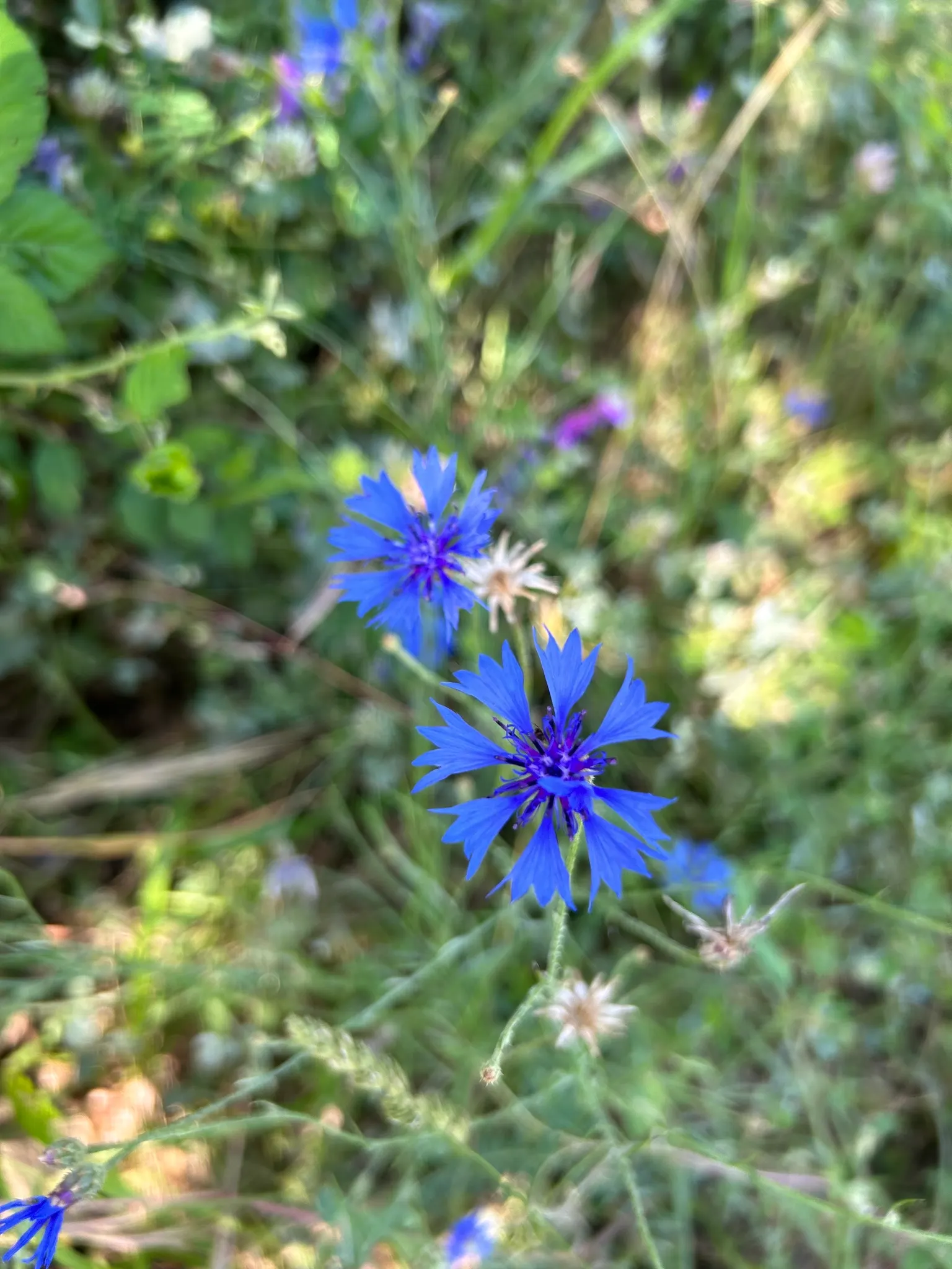 Cornflower, Bachelor's Button (Centaurea Cyanus) — Their gray-green lanceolate leaves provide a subtle backdrop to the showy; deliver consistent, image 115