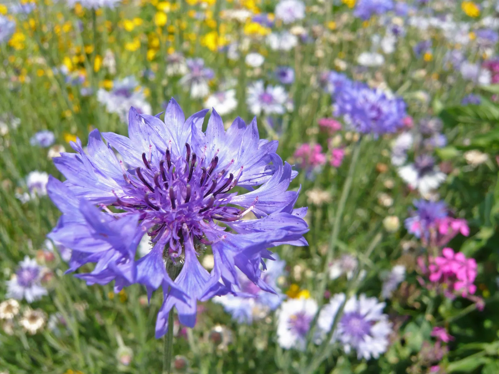 Cornflower, Bachelor's Button (Centaurea Cyanus) — They are fairly drought tolerant once established; blue flowers in the garden, image 119