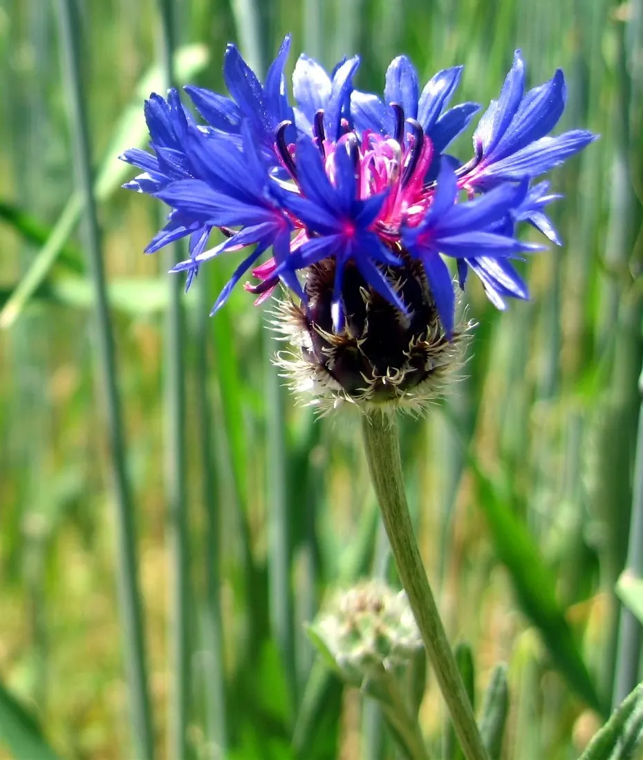 Cornflower, Bachelor's Button (Centaurea Cyanus) — fringed flower heads that can span 1 to 1.5 inches in diameter; it boasts vibrant blue blooms, image 116