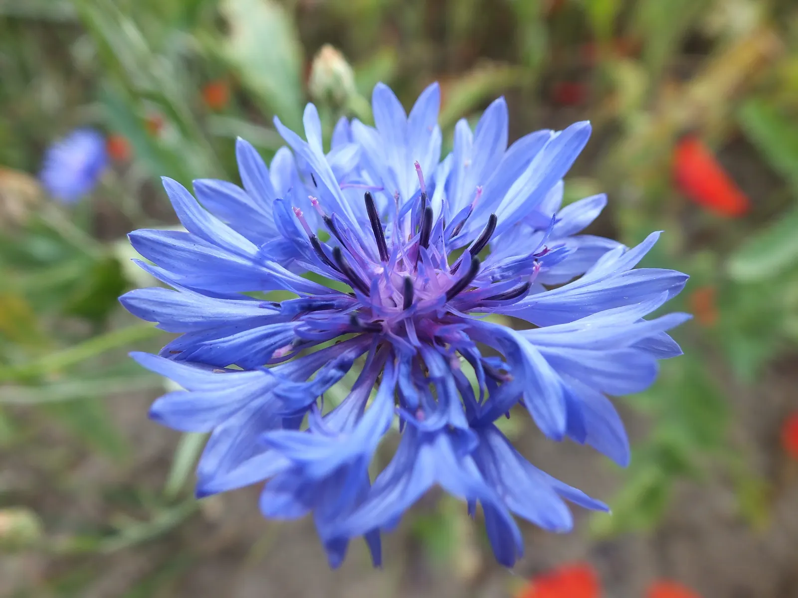 Cornflower, Bachelor's Button (Centaurea Cyanus) — is a charming annual flowering plant that brings a splash of vibrant blue to any landscape, image 113