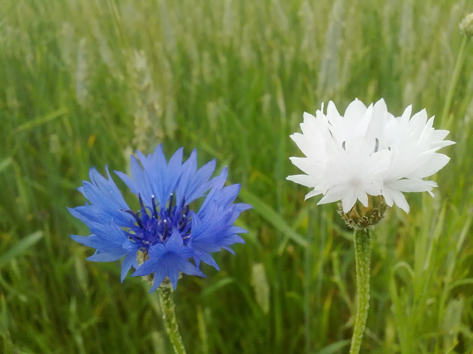 Cornflower, Bachelor's Button (Centaurea Cyanus) — blue flowers in the garden; is a charming annual flowering plant that brings a splash of vibrant, image 128