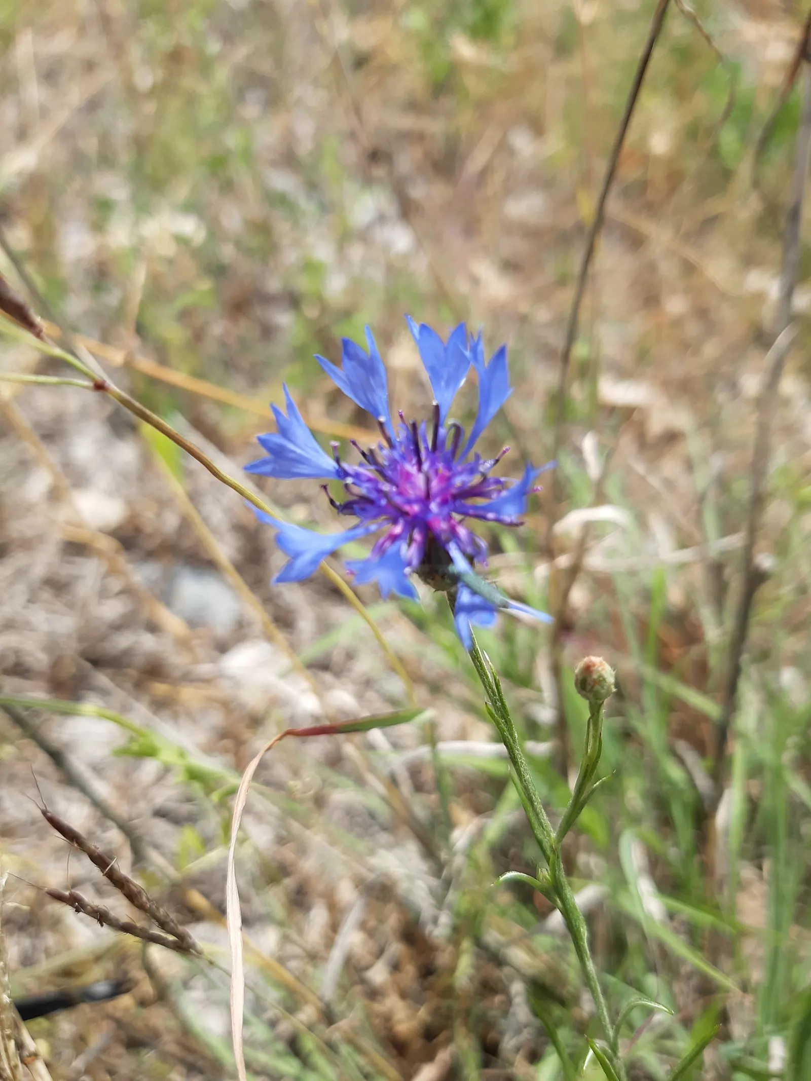 Cornflower, Bachelor's Button (Centaurea Cyanus) — making them suitable for a variety of garden settings; they are fairly drought tolerant once, image 62