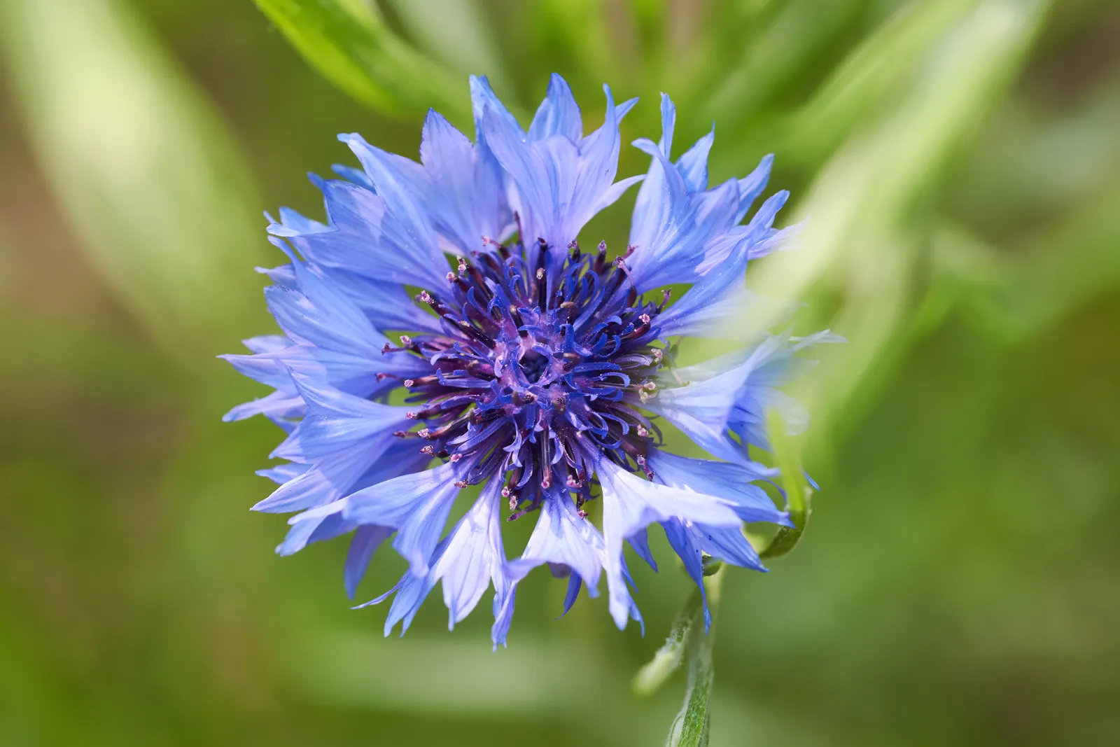 Cornflower, Bachelor's Button (Centaurea Cyanus) — accommodating a wide array of climate conditions