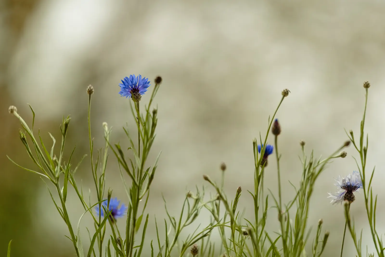 Cornflower, Bachelor's Button (Centaurea Cyanus) — making them ideal for xeriscaping and gardeners seeking low-maintenance options; this, image 120