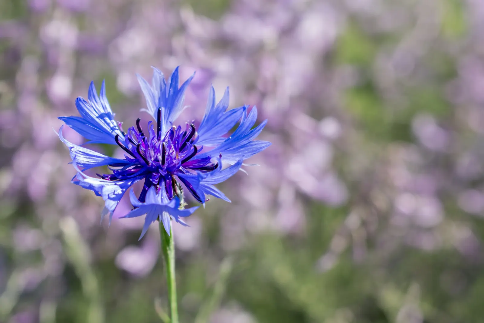 Cornflower, Bachelor's Button (Centaurea Cyanus) — blue flowers in the garden; is a charming annual flowering plant that brings a splash of vibrant blue to any