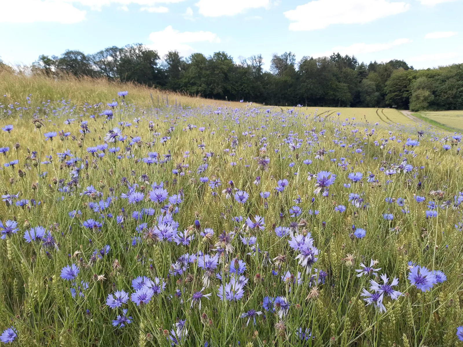 Cornflower, Bachelor's Button (Centaurea Cyanus) — making them ideal for xeriscaping and gardeners seeking low-maintenance options
