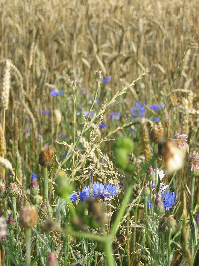 Cornflower, Bachelor's Button (Centaurea Cyanus) — Cornflowers attract pollinators such as bees and butterflies; fringed flower heads that can span, image 121