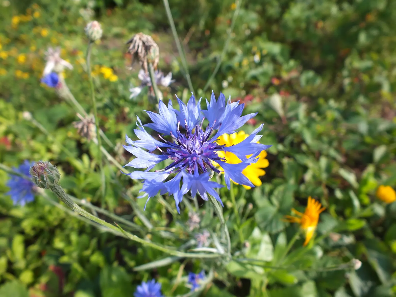 Cornflower, Bachelor's Button (Centaurea Cyanus) — These blooms appear in late spring to summer; making them suitable for a variety of garden, image 117