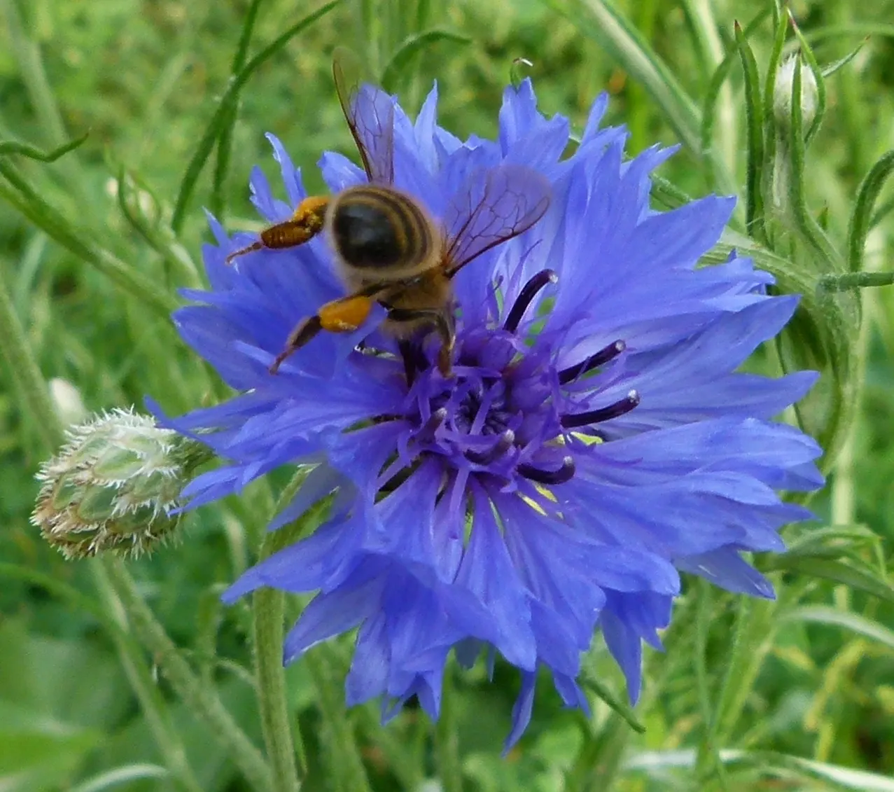 Cornflower, Bachelor's Button (Centaurea Cyanus) — For optimal vitality and blooming; offering a prolonged display of color through the, image 125