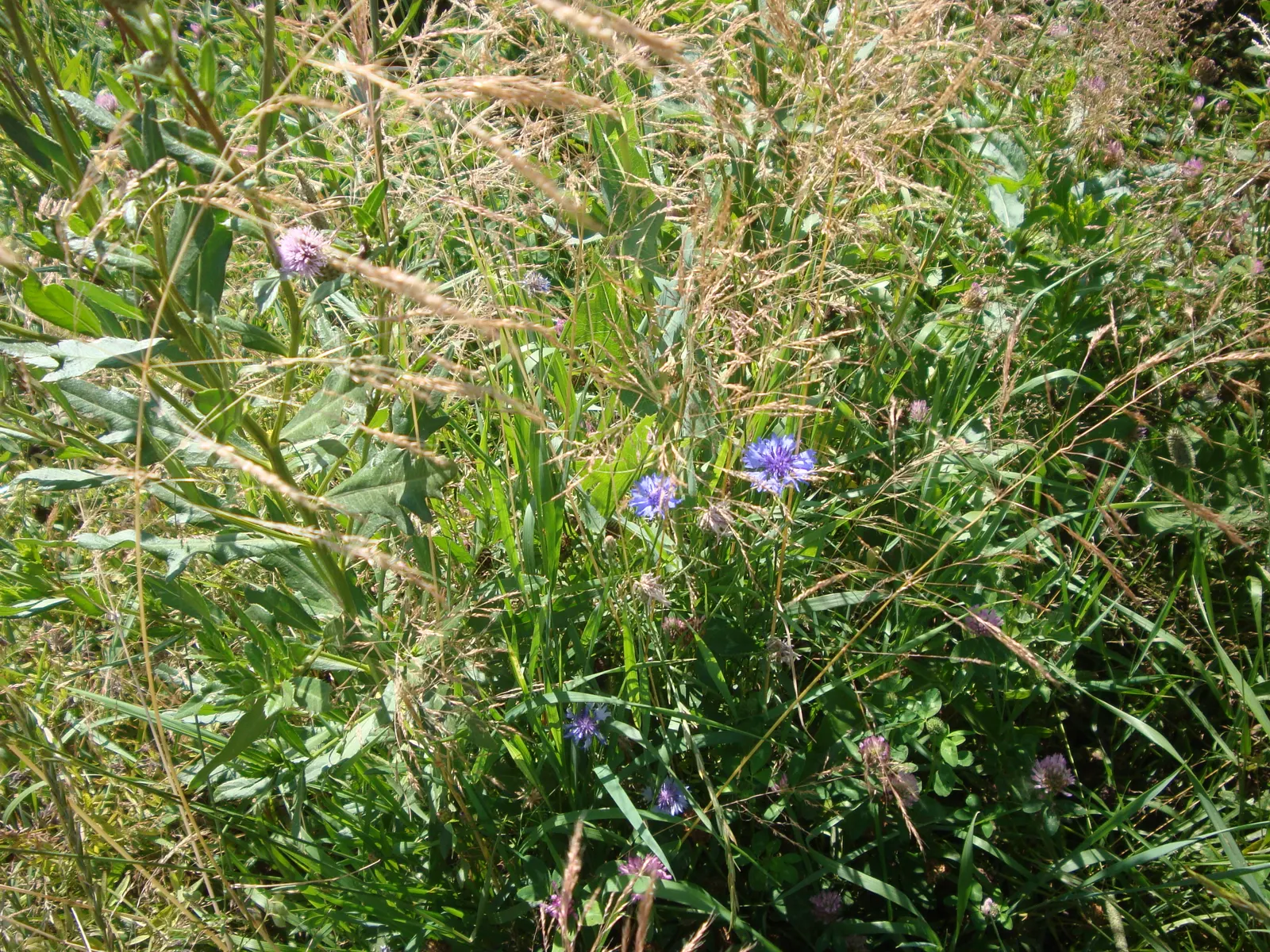 Cornflower, Bachelor's Button (Centaurea Cyanus) — offering a prolonged display of color through the season.<br><br>Preferring full sun exposure, image 118