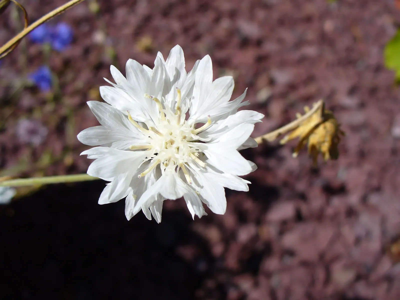 Cornflower, Bachelor's Button (Centaurea Cyanus) — enhancing the biodiversity in a landscape; use them to create a quaint cottage garden aesthetic, image 122