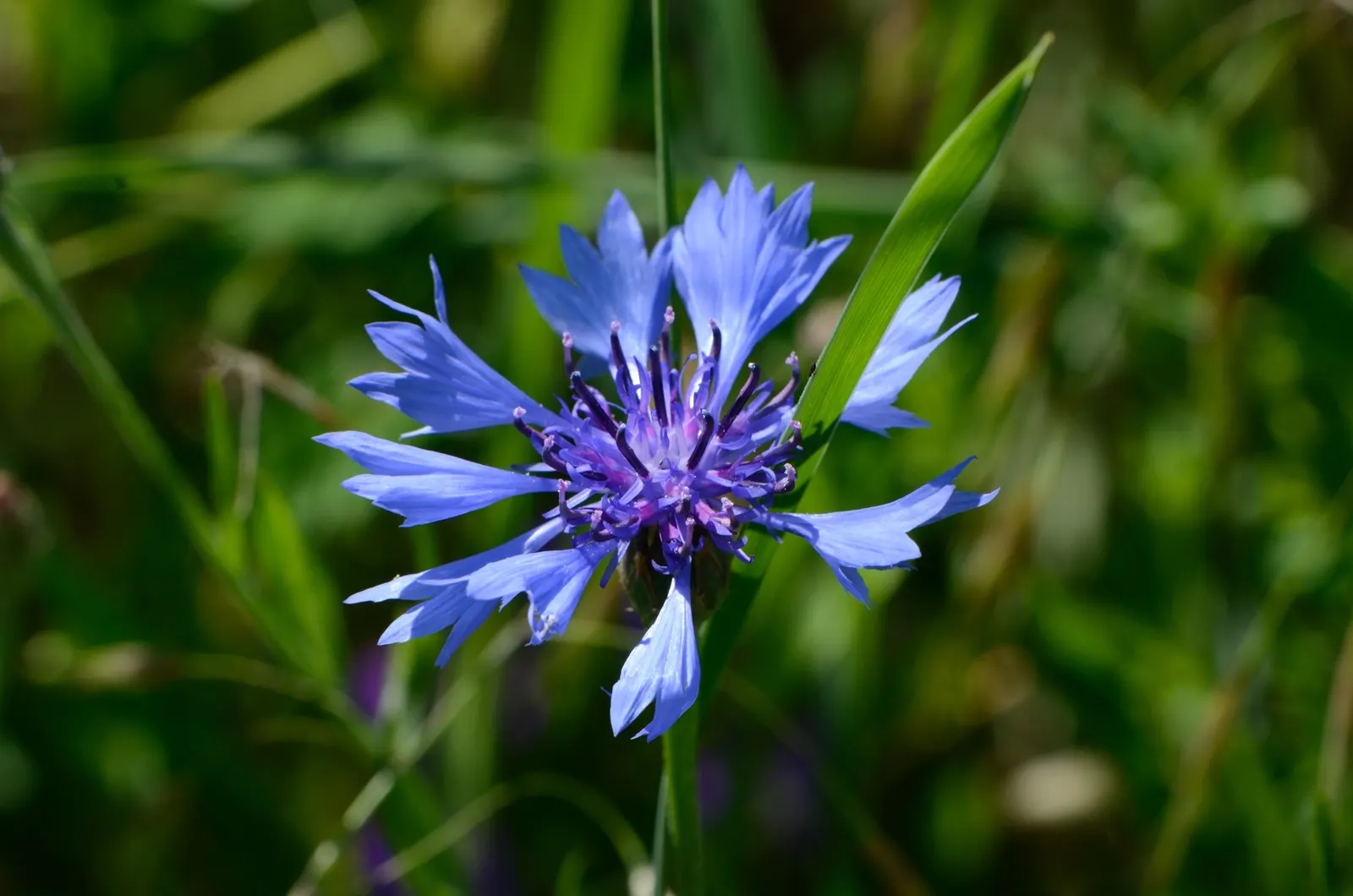 Cornflower, Bachelor's Button (Centaurea Cyanus) — making them suitable for a variety of garden settings; they are fairly drought tolerant once, image 114