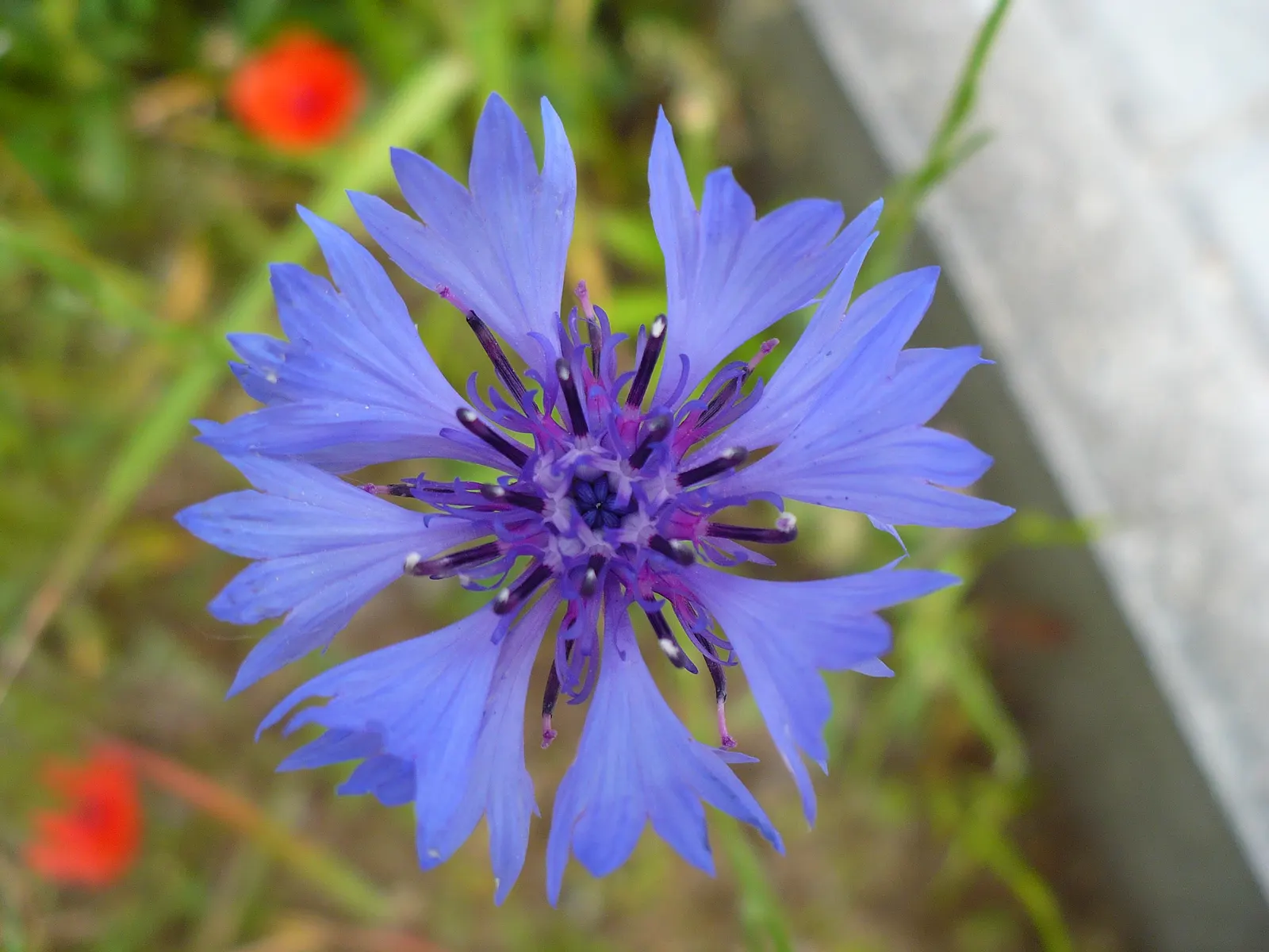 Cornflower, Bachelor's Button (Centaurea Cyanus) — accommodating a wide array of climate conditions; well-draining soil is essential for optimal, image 124