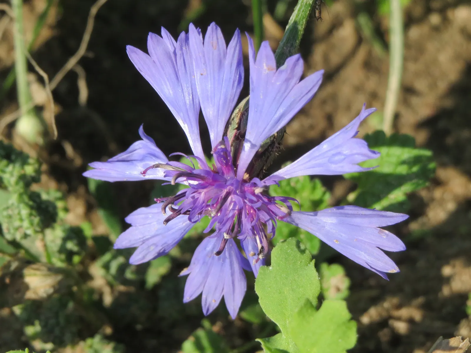 Cornflower, Bachelor's Button (Centaurea Cyanus) — is a charming annual flowering plant that brings a splash of vibrant blue to any landscape, image 61