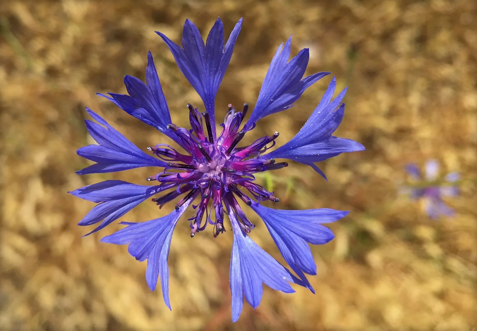 Cornflower, Bachelor's Button (Centaurea Cyanus) — known commonly as the Cornflower or Bachelor's Button; known as Cornflower or Bachelor's Button