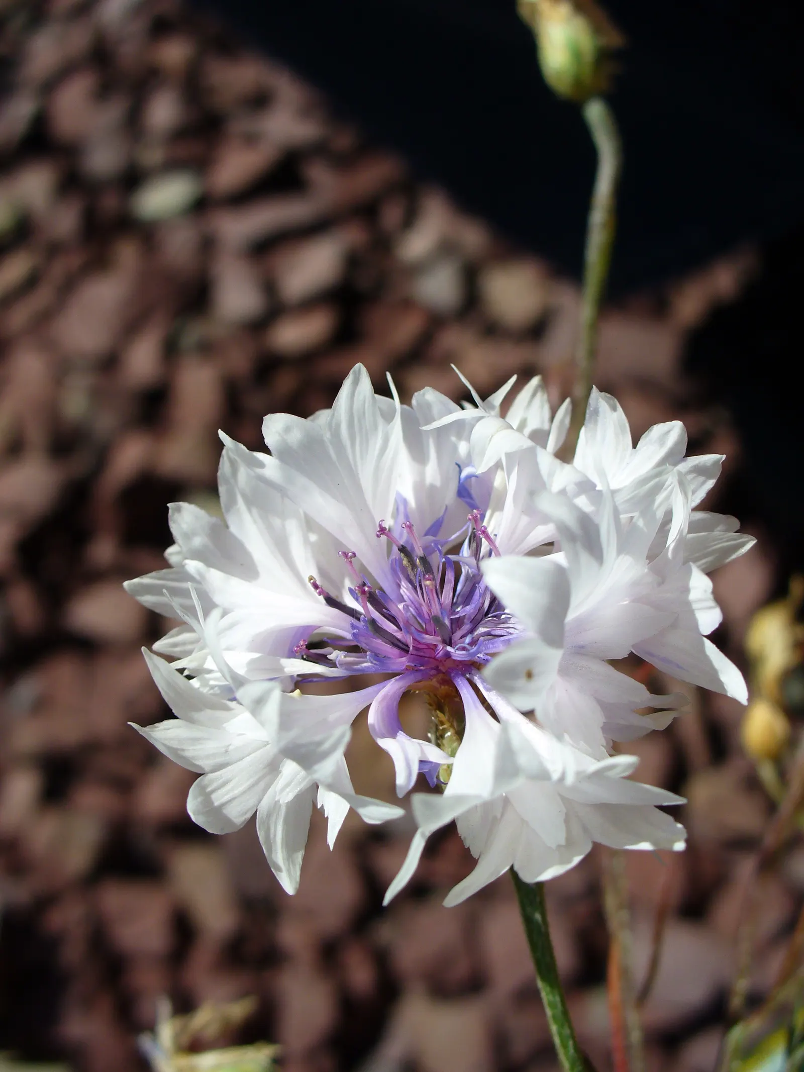 Cornflower, Bachelor's Button (Centaurea Cyanus) — deliver consistent moisture; for optimal vitality and blooming, image 126