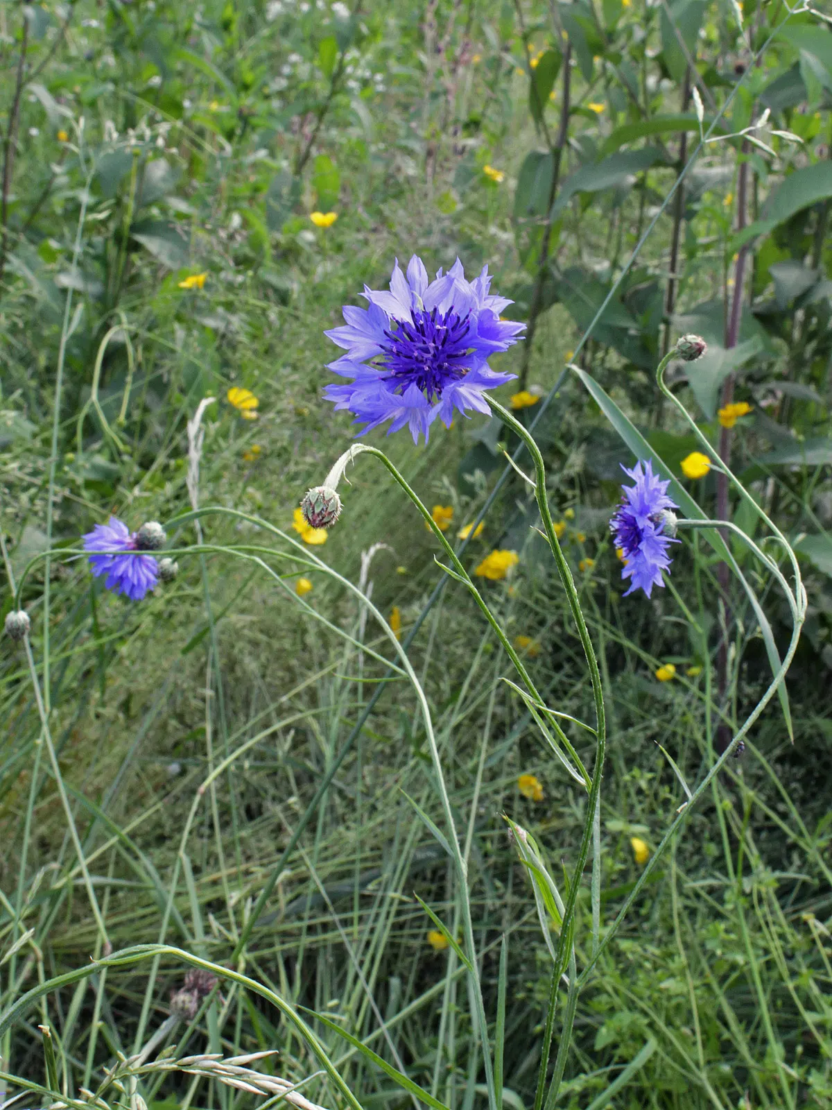 Cornflower, Bachelor's Button (Centaurea Cyanus) — annual / shrub with blue blooms; making them ideal for xeriscaping and gardeners seeking, image 129