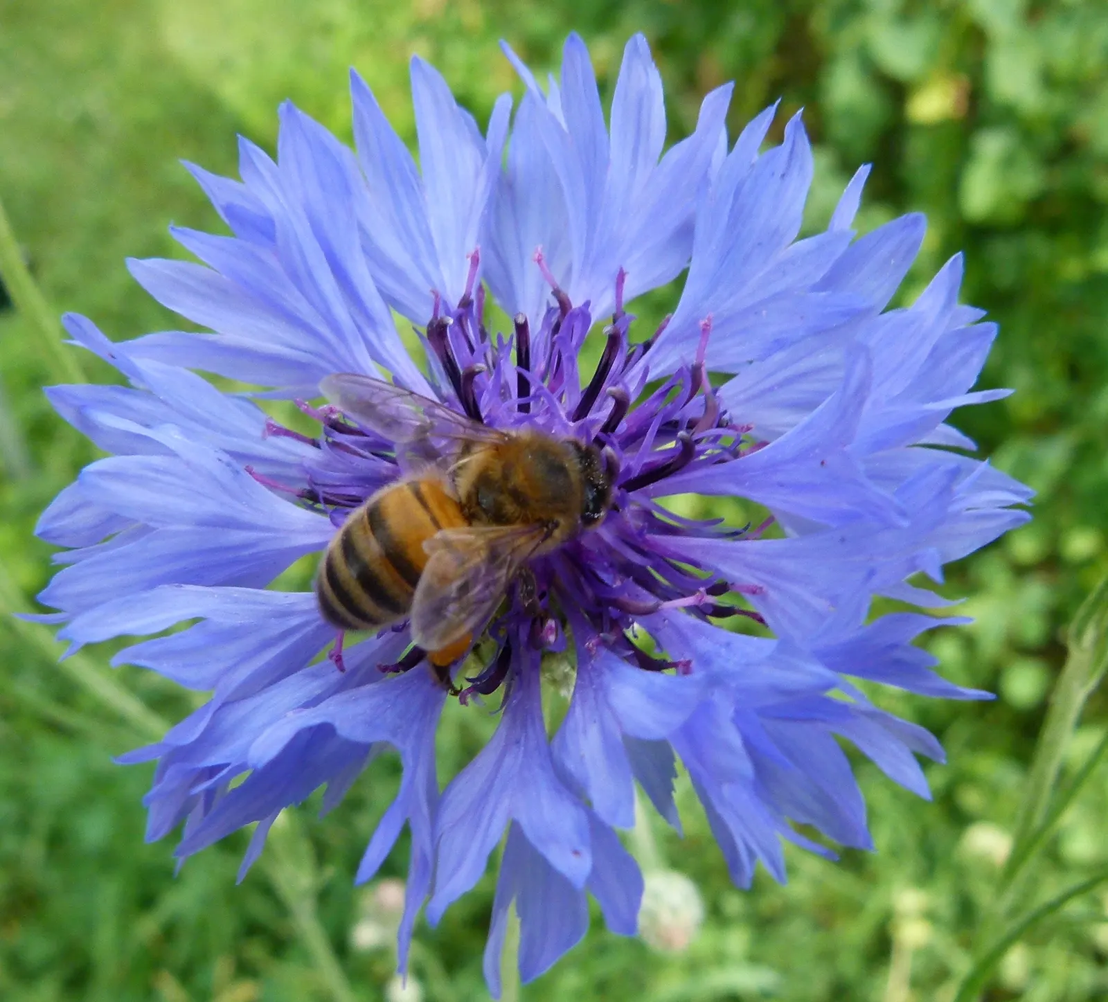 Cornflower, Bachelor's Button (Centaurea Cyanus) — especially during dry periods; is an annual flowering plant reaching up to 2.5 to 3 feet in, image 127