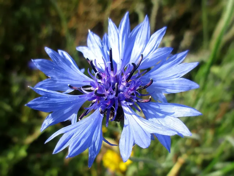 Cornflower, Bachelor's Button (Centaurea Cyanus) — which measure about 1 to 1.5 inches across; annual / shrub with blue blooms, image 56