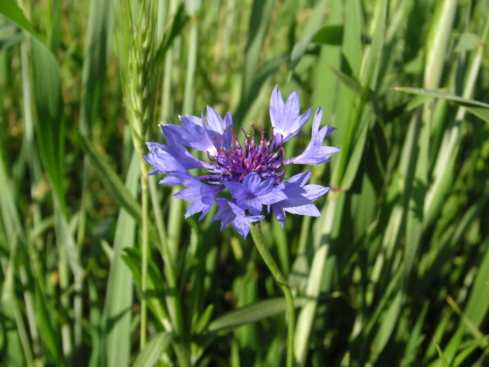 Cornflower, Bachelor's Button (Centaurea Cyanus) — making it ideal for meadows and informal garden settings; these blooms appear in late spring to, image 110