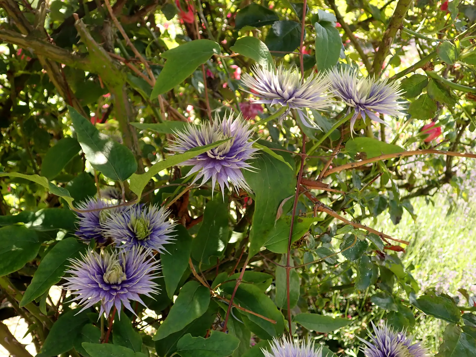 Blue Clematis (Clematis 'Mrs.Cholmondeley') — The Blue Clematis, notably the Clematis 'Mrs; vine for full or half, image 76