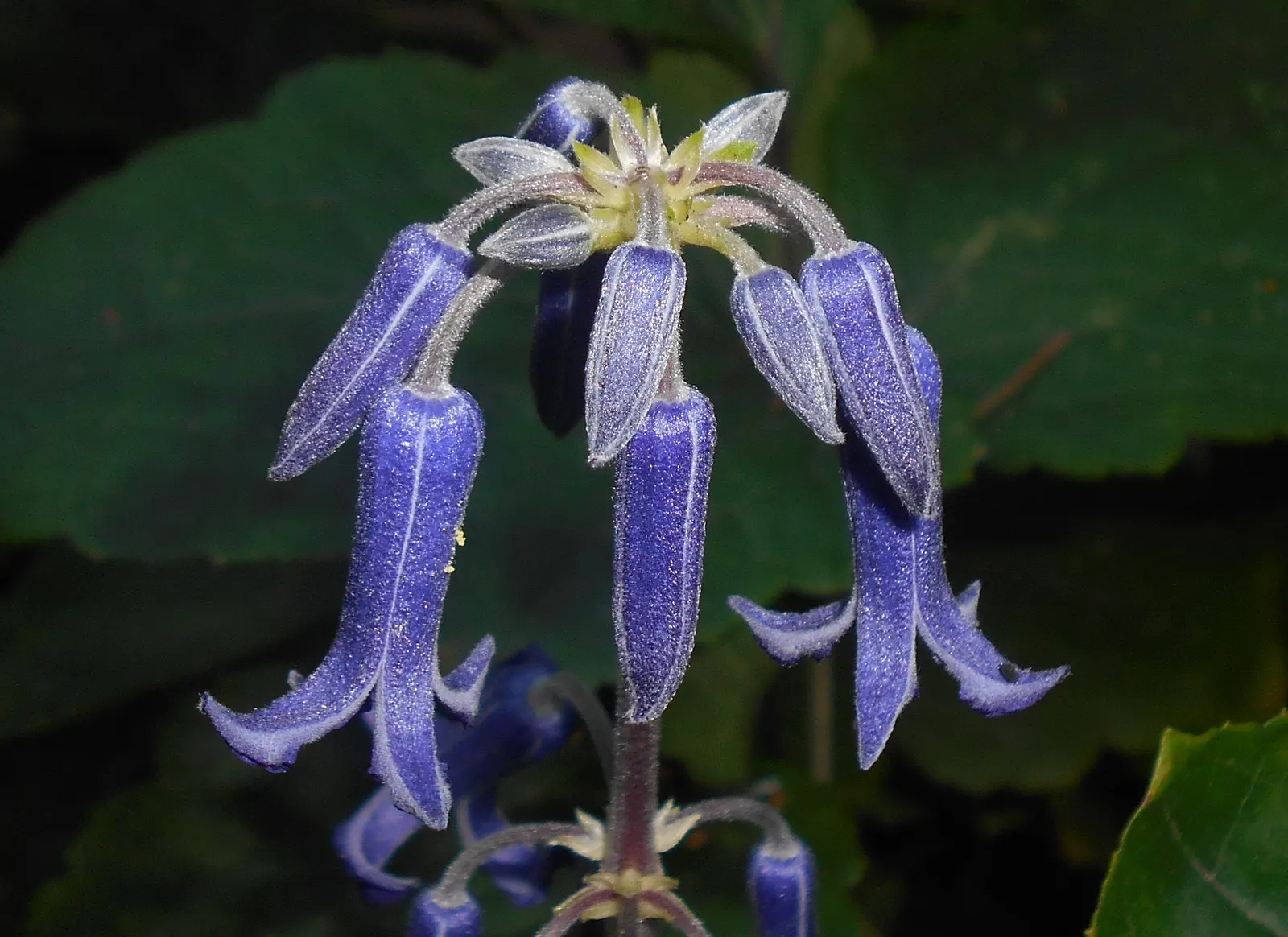Blue Clematis (Clematis 'Mrs.Cholmondeley') — The Blue Clematis, notably the Clematis 'Mrs; vine for full or half, image 53
