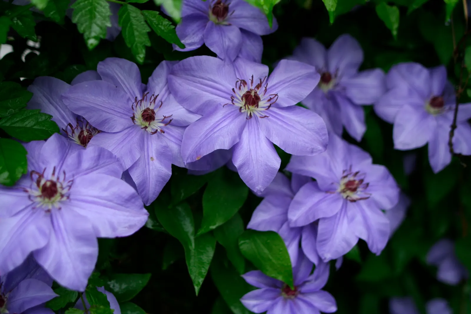 Blue Clematis (Clematis 'Mrs.Cholmondeley') — Thriving in USDA zones 4-9, it reaches heights of 8-12 feet and spreads 3-4 feet