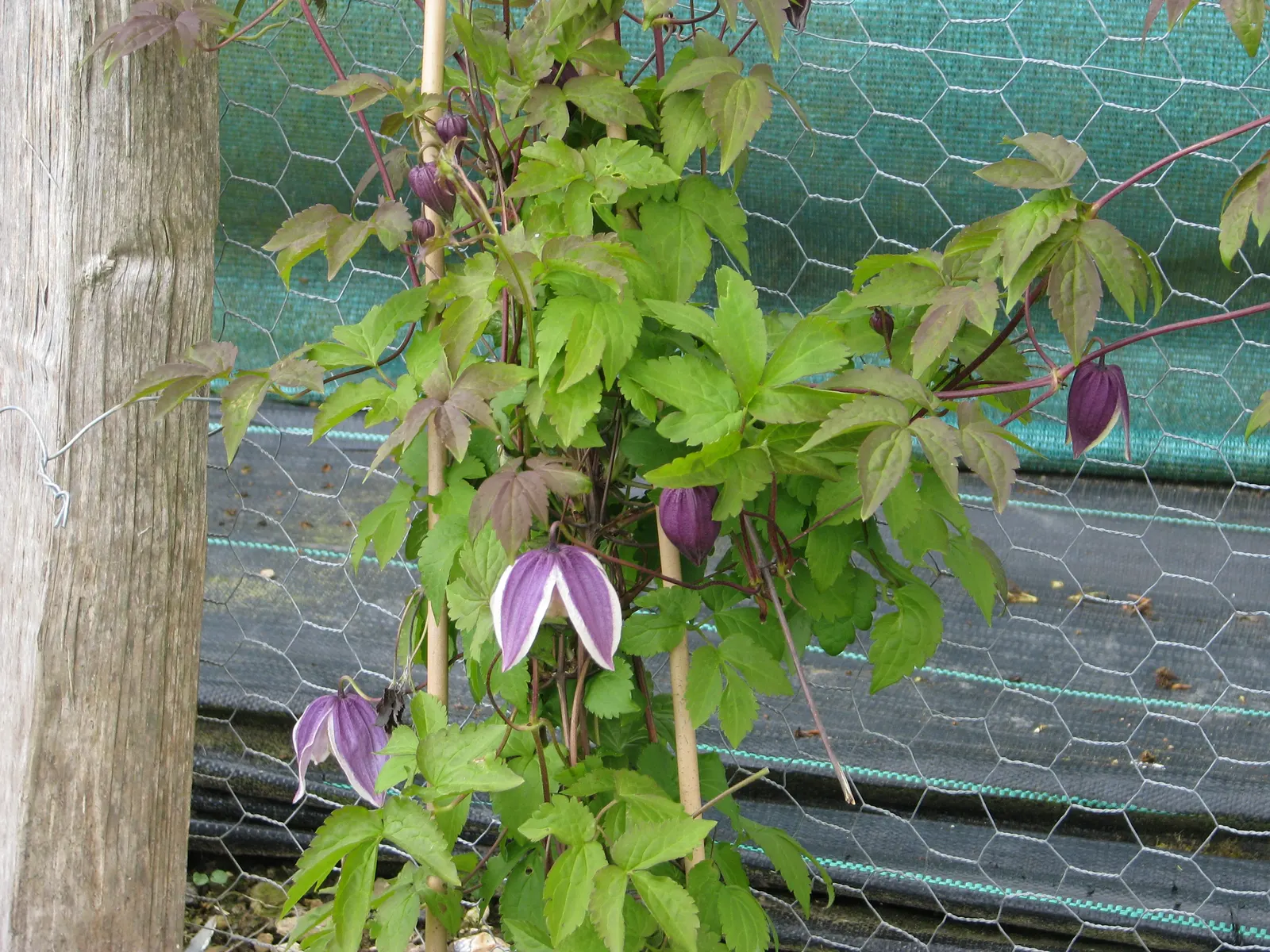 Blue Clematis (Clematis 'Mrs.Cholmondeley') — blue and lavender flowers in the garden; a stunning climber, ideal for trellises and arbors