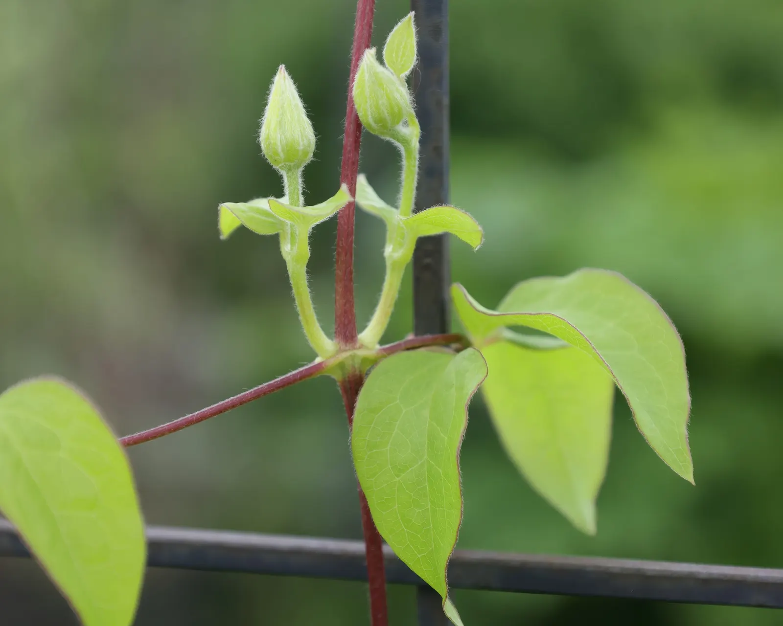 Blue Clematis (Clematis 'Mrs.Cholmondeley') — Each blossom measures about 6 to 8 inches across and boasts a classic clematis form; when integrating, image 78