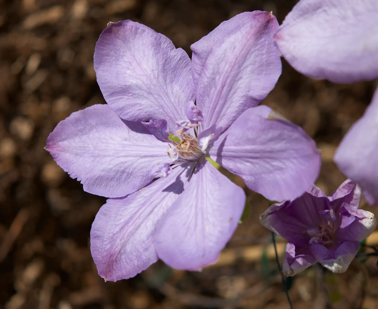 Blue Clematis (Clematis 'Mrs.Cholmondeley') — An east- or west-facing position is ideal